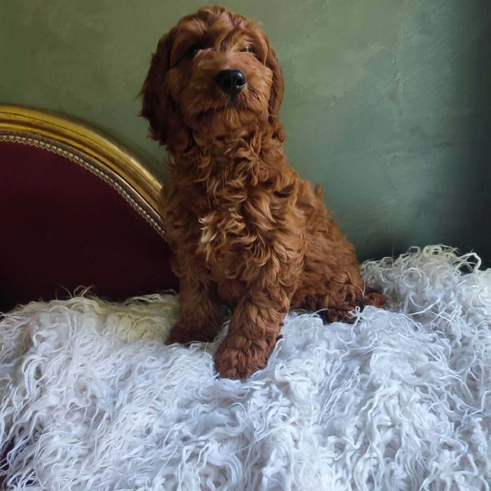 Cockapoo > dostępny piesek z paszportem .