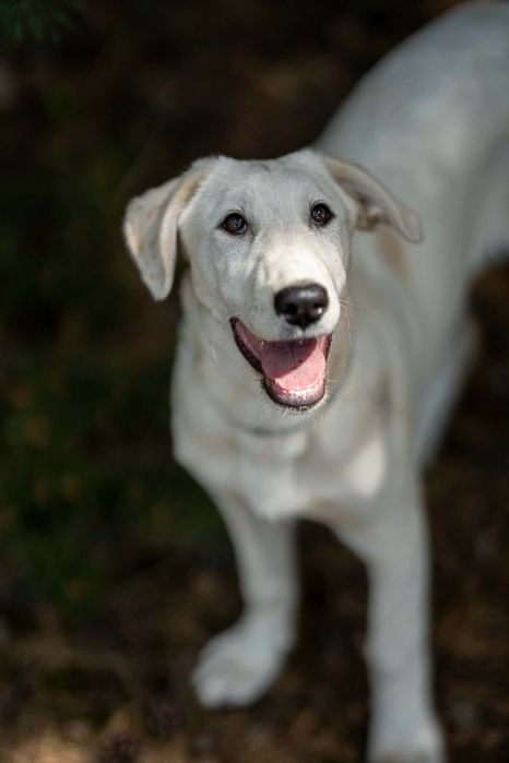 Do adopcji piękne psie dziecko