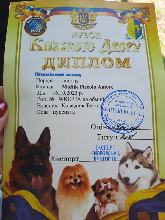 Хлопчик ши-тцу бажає познайомитися з дівчинкою для вязки