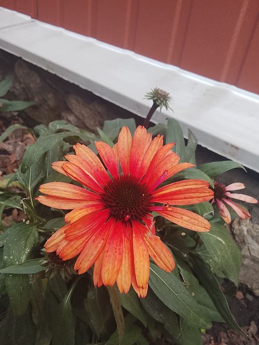 Ехінацея Sunsekers orange