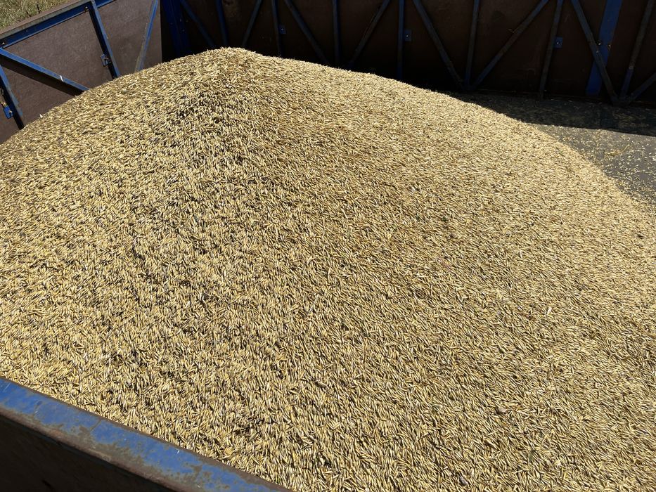 Овес 2025р гарний доставка безкоштовно