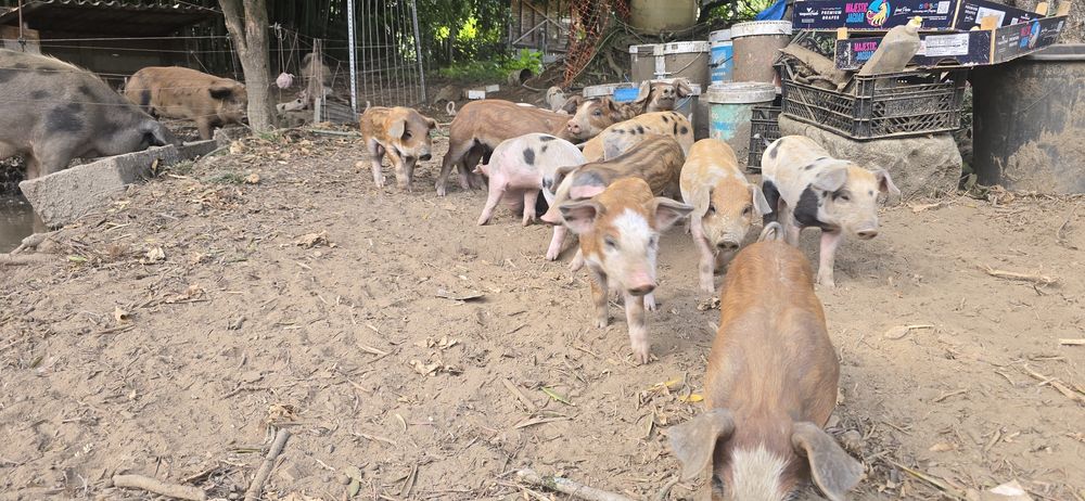 Leitões  para recriar ou assar