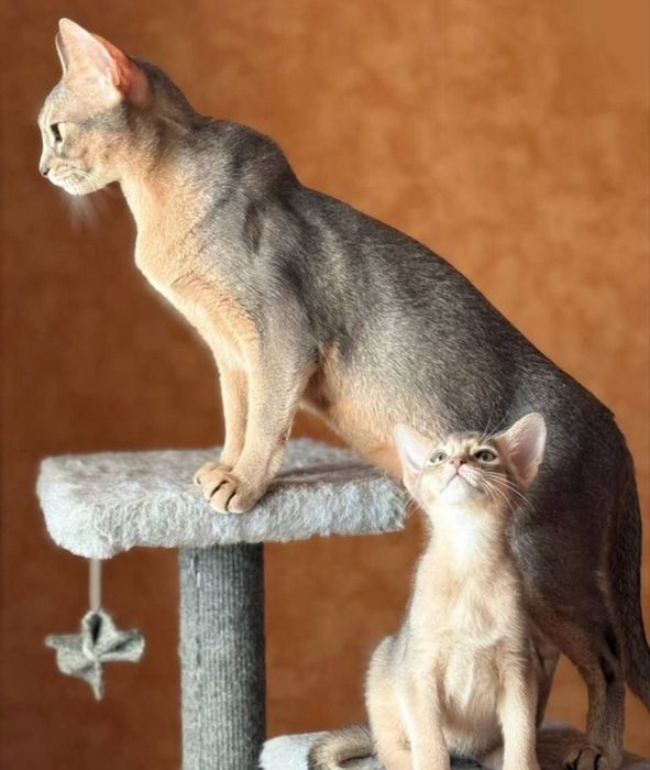 Абіссінськи котята абісінци котики Абиссинцы