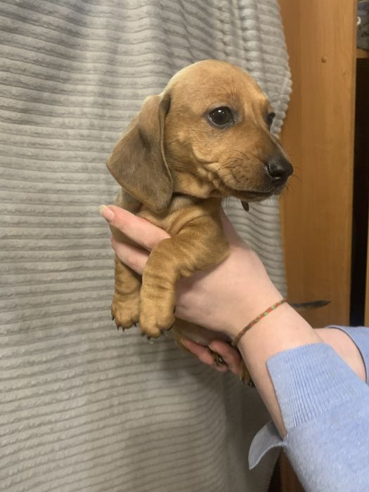 Цуценята Такси стандарт