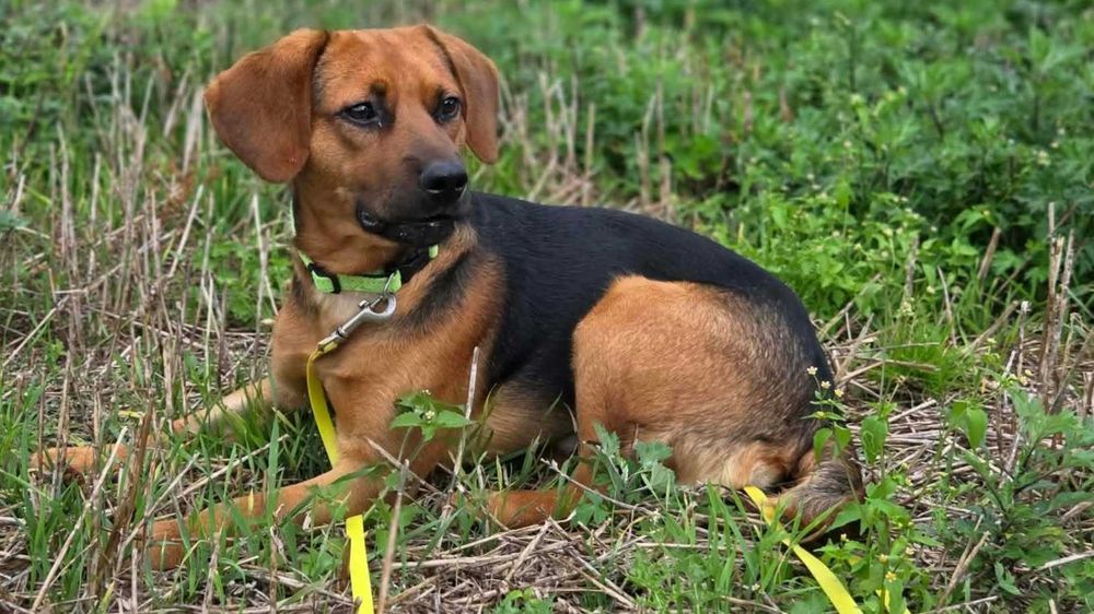 Fajny, młody, wesoły Figo poleca się do adopcji.