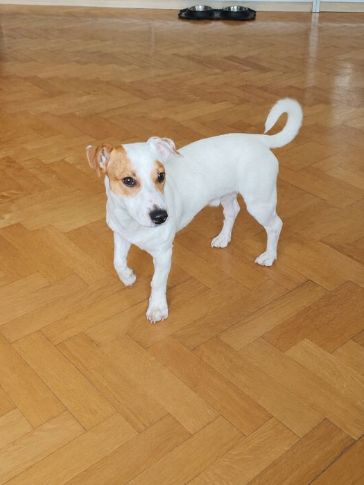 Jack Russell Terrier