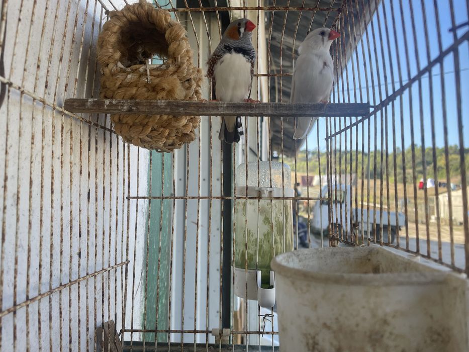 Vendo passaros (mandarins e caturra)