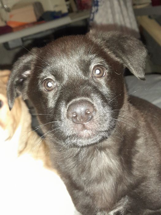 Щеня от домашней собаки ищет дом