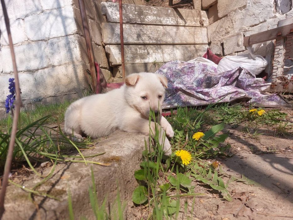 ! ЦУЦЕНЯТА шукають родину !