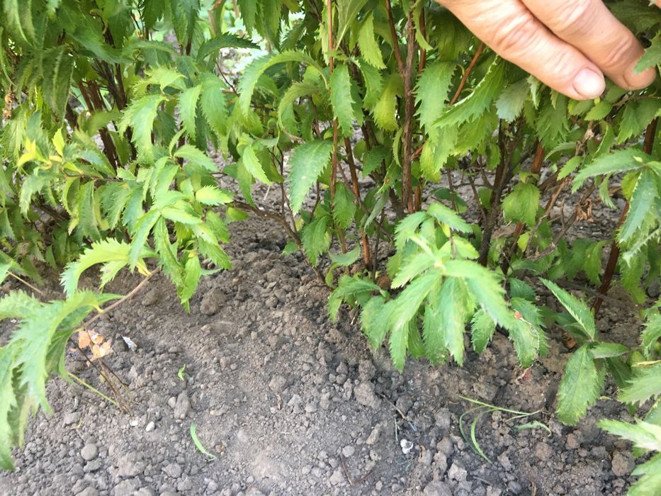 Продам Спіреі різних сортів