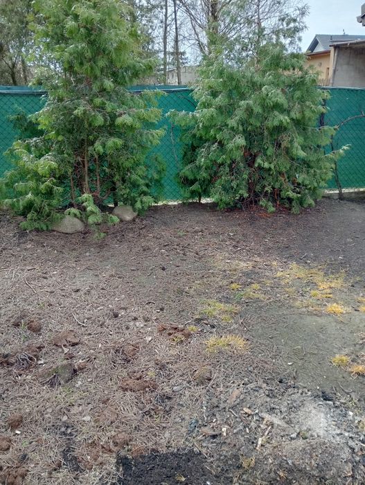 Oddam darmo dwie tuje