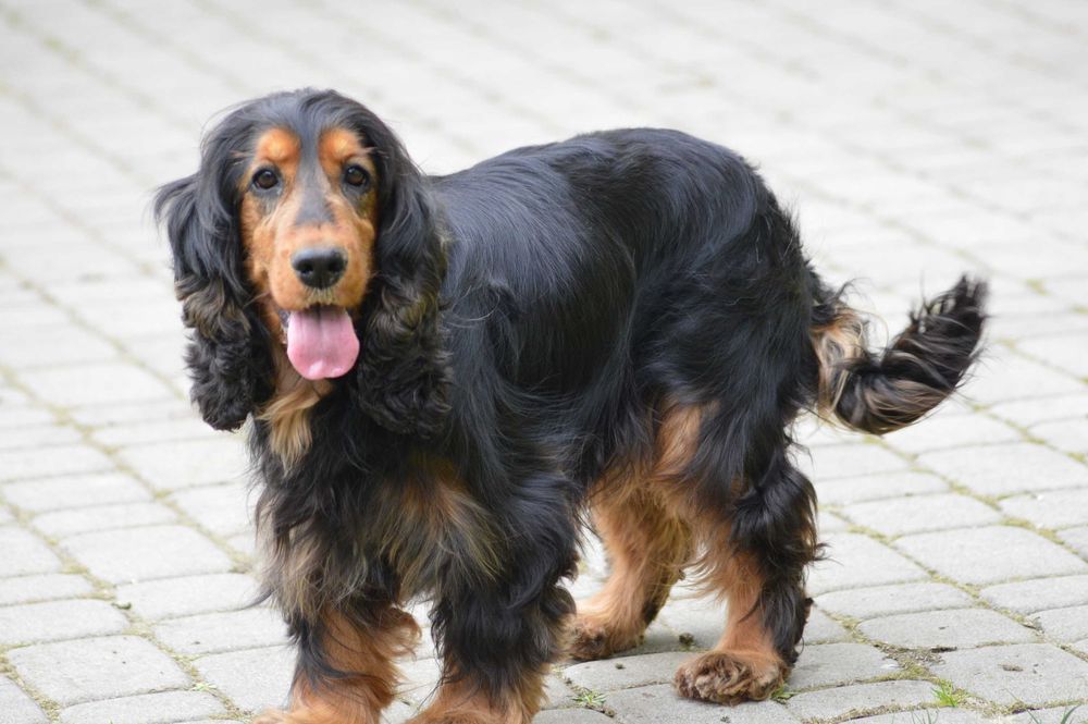 cocker spaniel angielski suczka dorosła czarna-podpalana