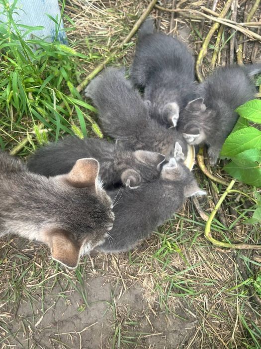 Продам милых котят