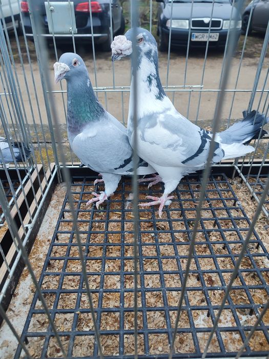 Gołębie staropolskie