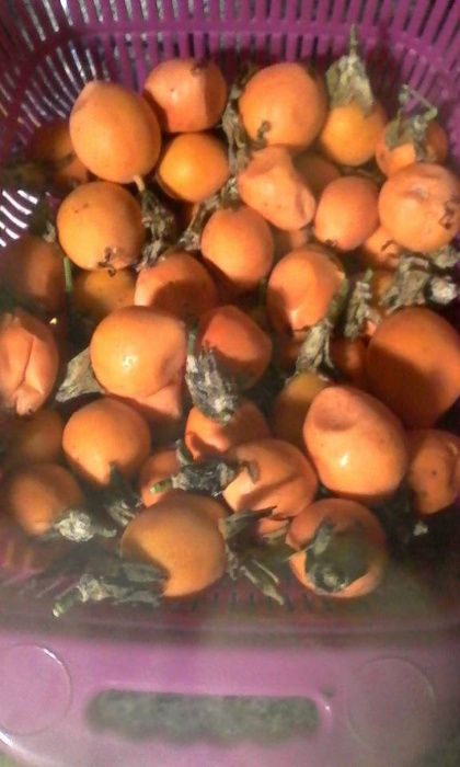 Plantas de maracujá,, Morango muito suculentos .