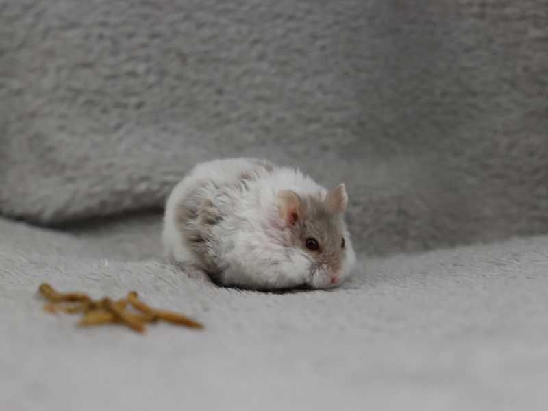 Chomik, chomiki, chomik campbella REX, rodowodowe chomiki campbella