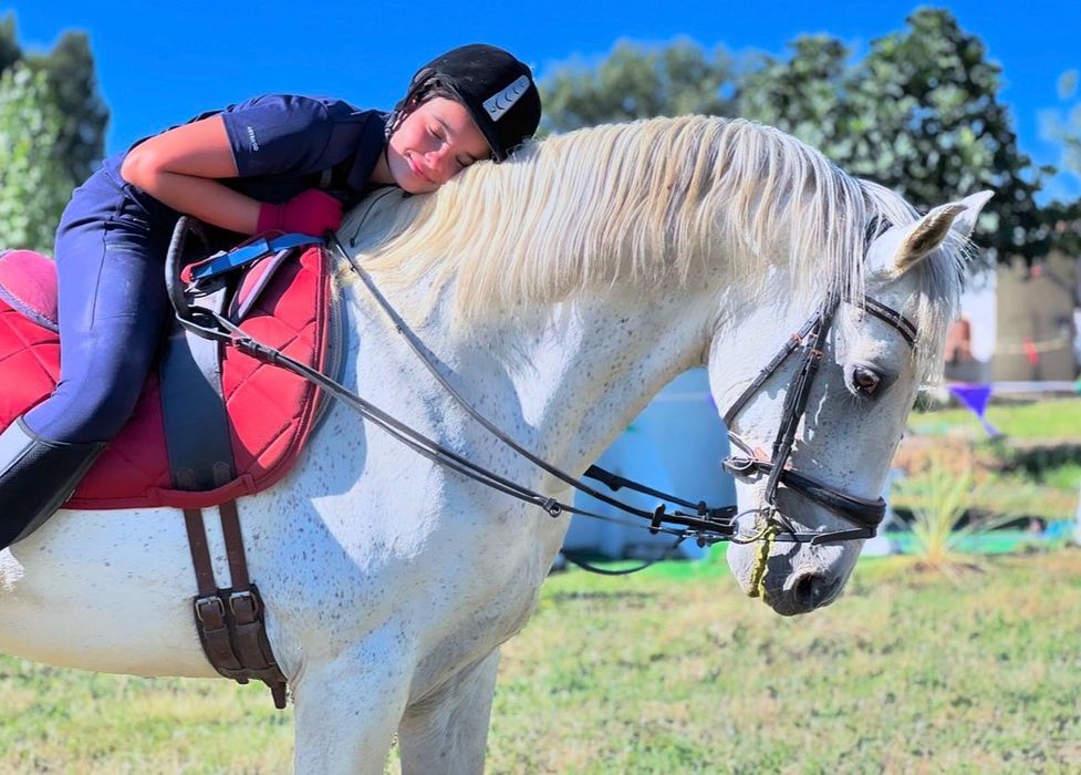 Cavalo Luso-Árabe linha Magic Count