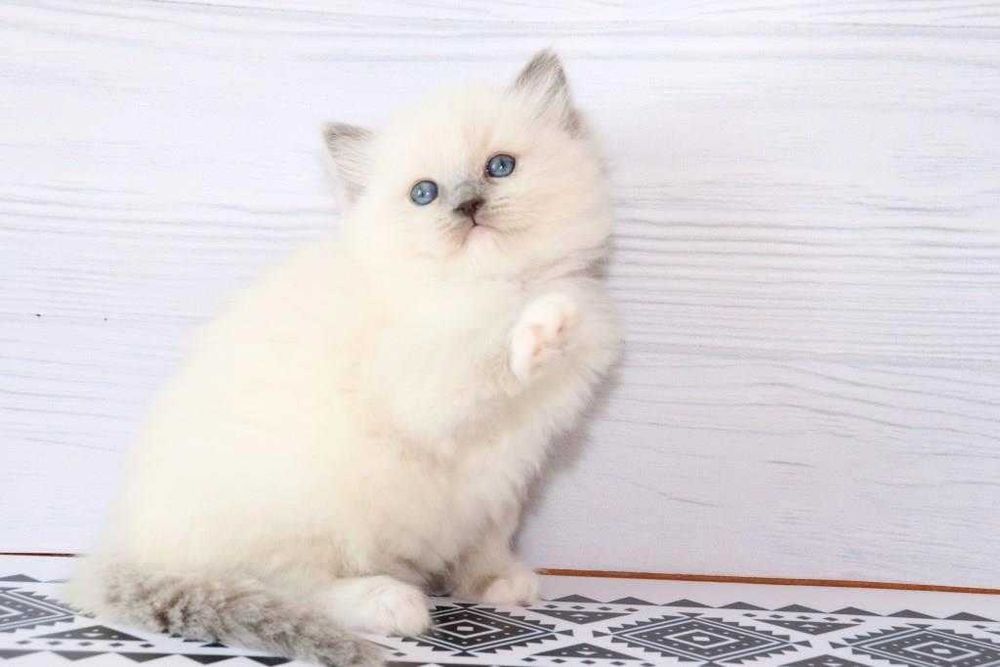 Регдол-хлопчик з волошковими очима. Блакитний мітед забарвленя.