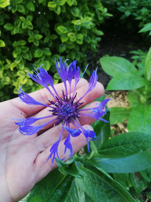 chaber gorski 60 cm wys