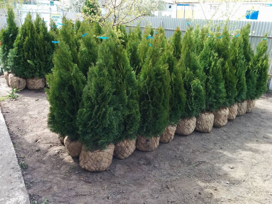Туї смарагд 80-150см!