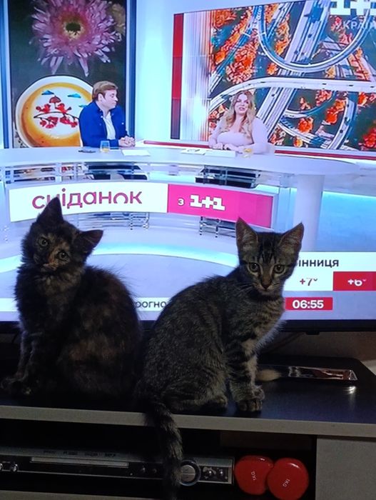 Котята у хороші ручки