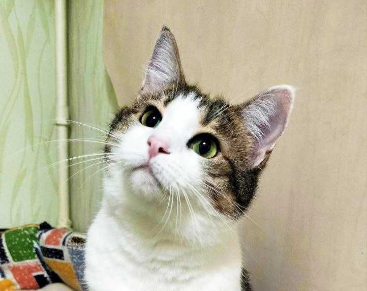 Фелічіта 1,5 роки Кішка Кошка Європейська короткошерста