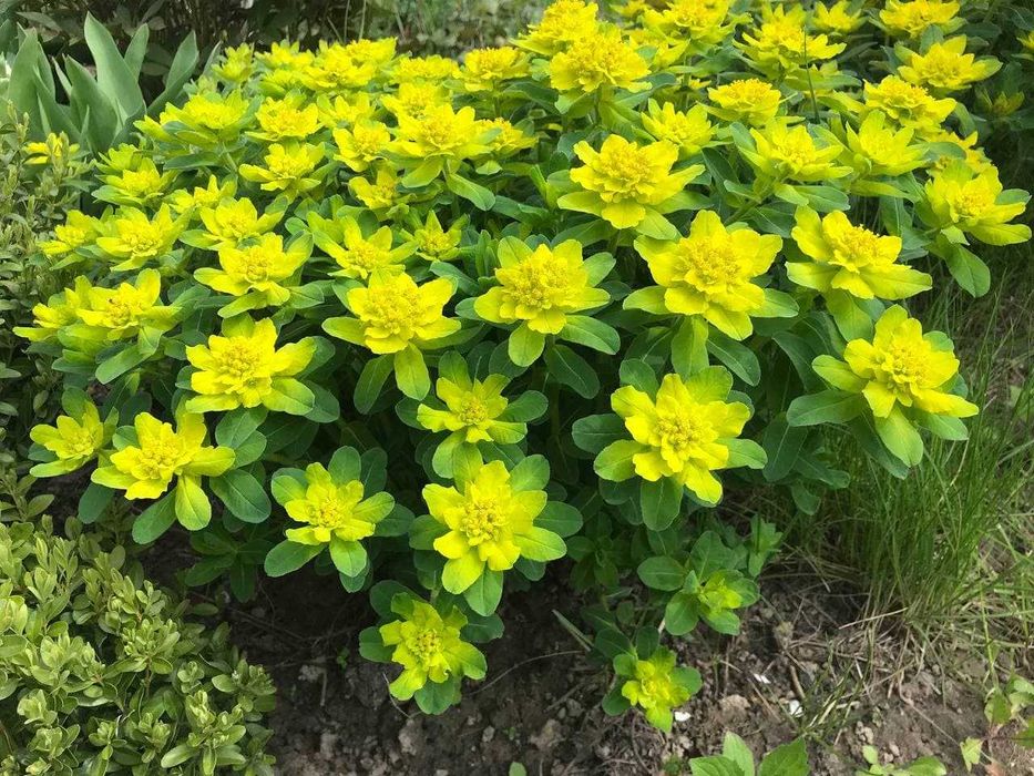 Молочай багатоквітковий, багаторічник, саджанці