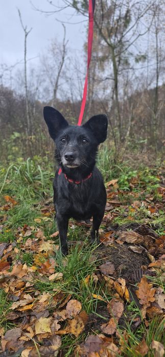 7kg sunia do adopcji