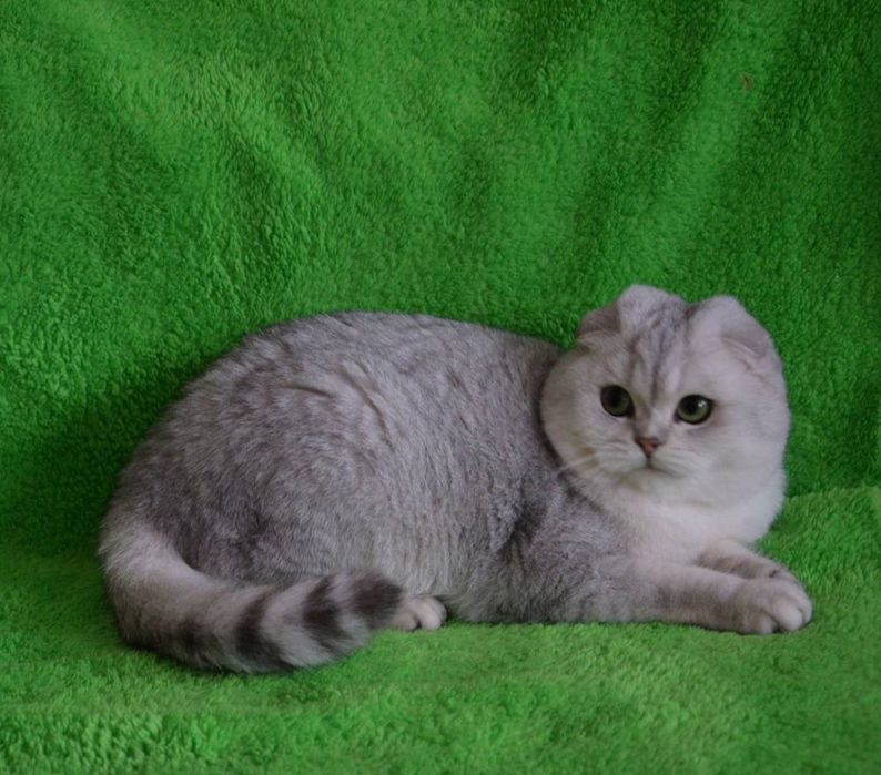 Вислоухий кот вязка