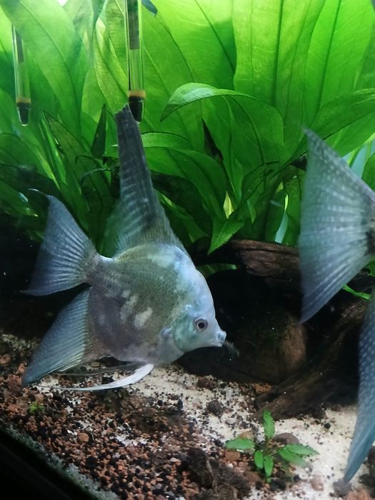 Escalar green smoke pinoy adulto ( Machos)