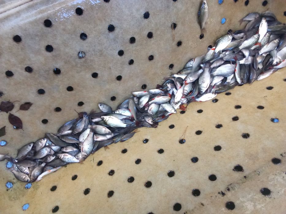 Karaś płoc na zywca