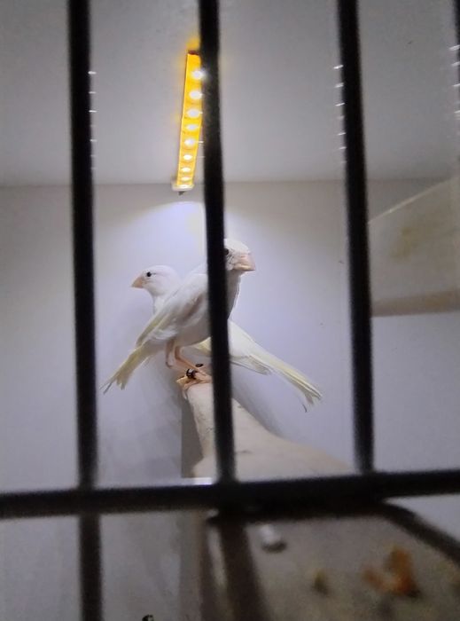 Kanarki śpiewające rosyjskie