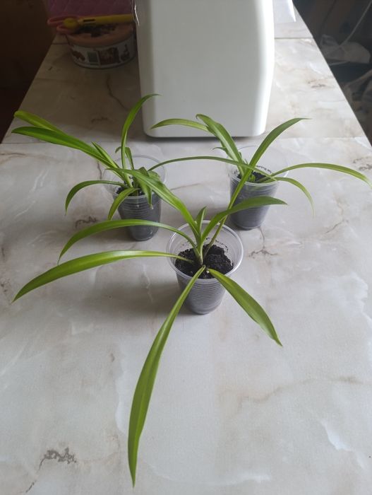 Комнатные растения хлорофитум