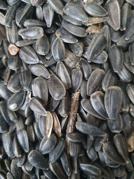 Продам семочку соняшника