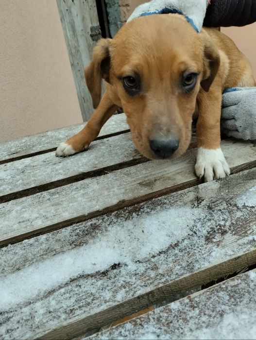 Oddam pieski w dobre ręce