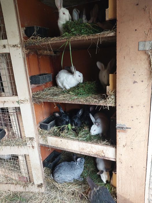 Sprzedam tuszki królicze