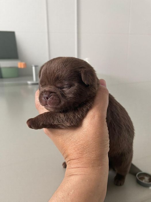 Fêmea Chihuahua chocolate