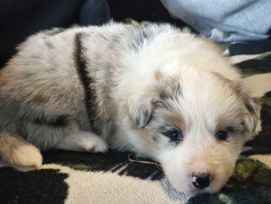 Border Collie - Wrocław ZKWP linia Show.