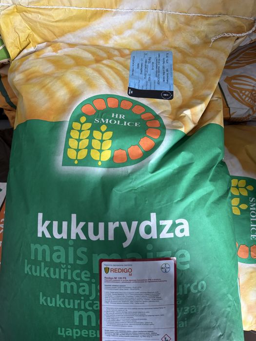 Kukurydza Janosik 50 tys | FAO 230 | Smolice