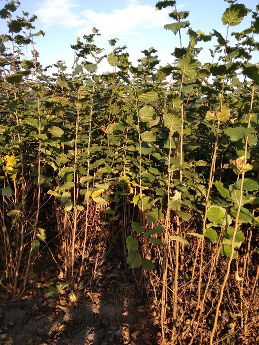 Саджанцi фундука.