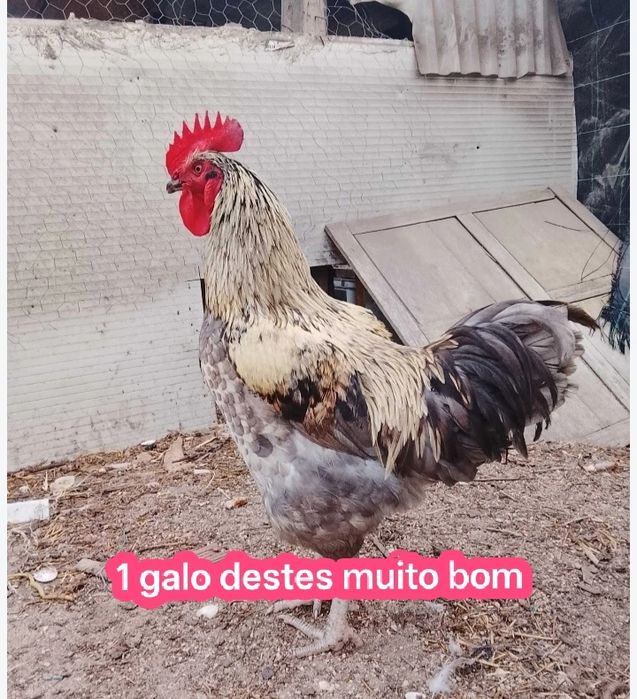 Galinhas boas tudo junto