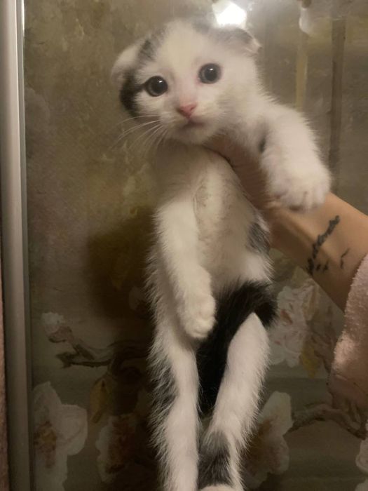 Шотландский красень