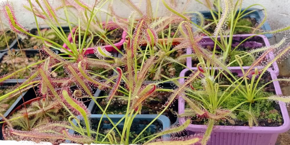 Plantas Carnivoras - Drosera Capensis