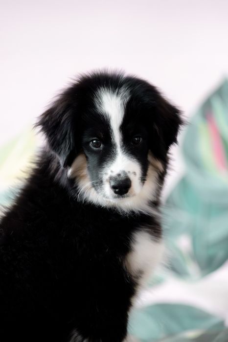 Мініатюрна американська вівчарка