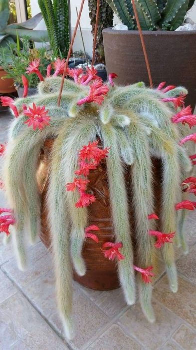 Кактус "Мавп'ячий хвіст" Hildewintera Colademononis