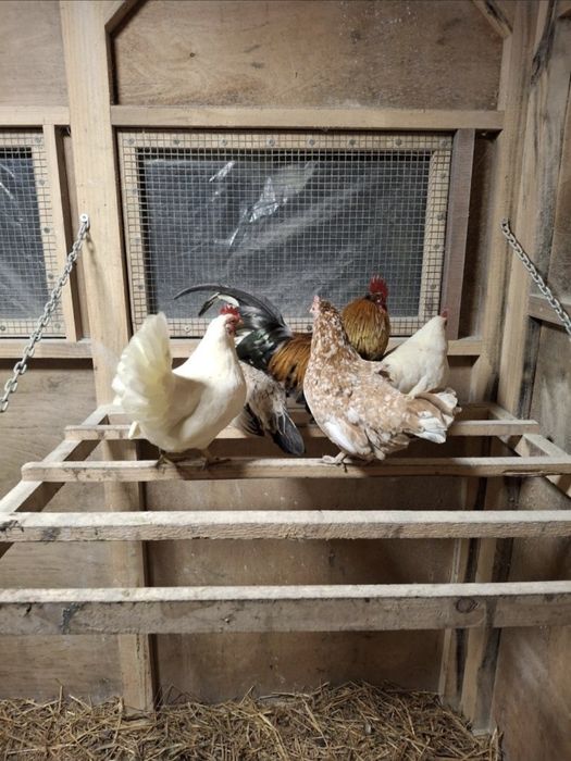 Liliputki karzełki polskie