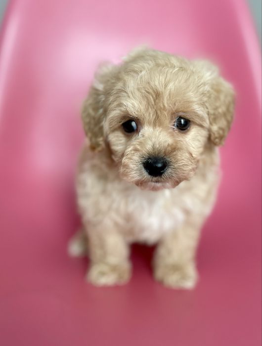 Maltipoo f1•sunia