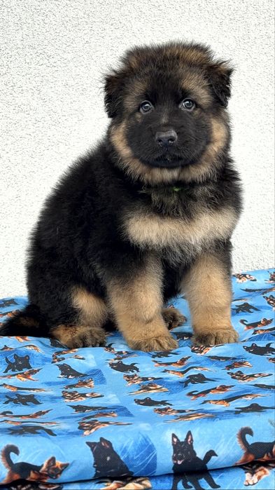 Цуценята німецької вівчарки КСУ