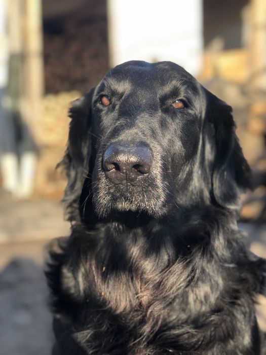 Прямошерстный ретривер