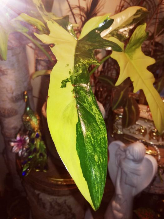 Philodendron Florida Beauty x MAYOI Variegata UNIKAT Monstera Filoden